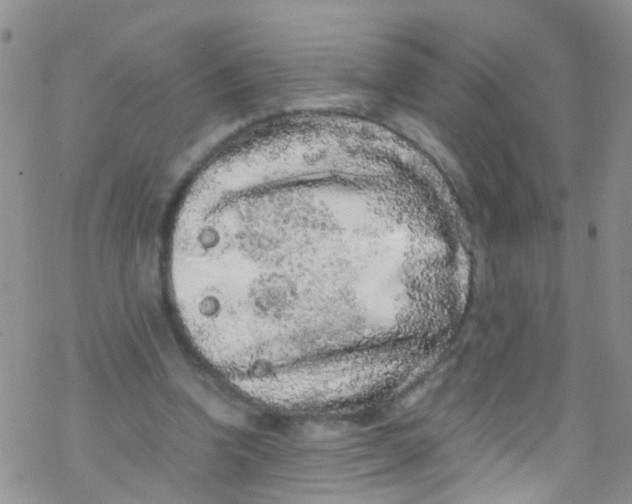 X0000076350346200610272125