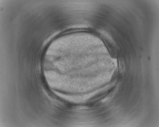 X0000076350348200610272125