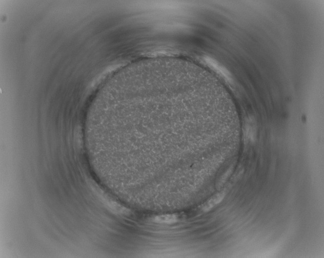 X0000076350353200610272125