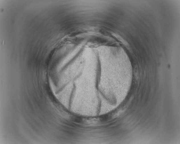 X0000076350359200610272126