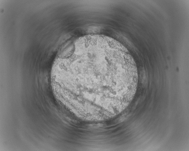 X0000076350363200610272126