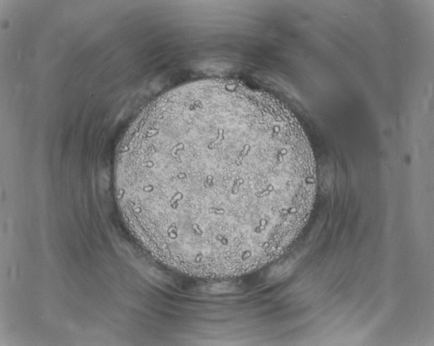 X0000076350365200610272126