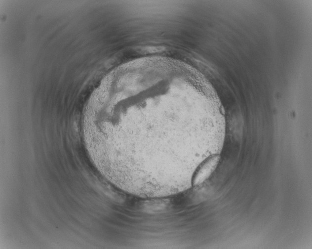 X0000076350373200610272126