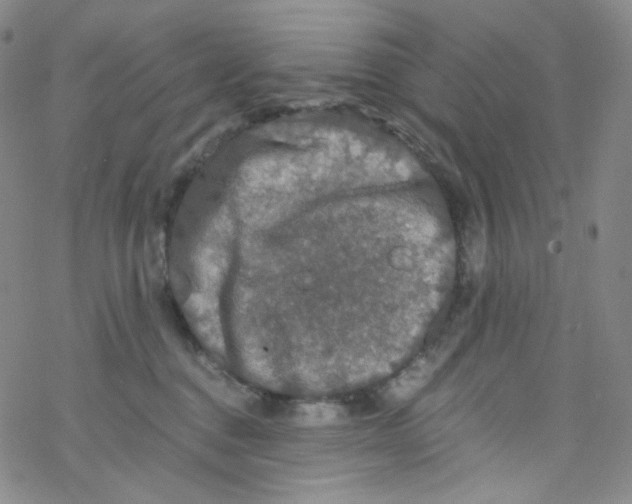 X0000076350376200610272126