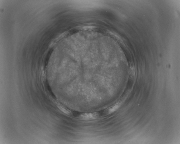 X0000076350381200610272126