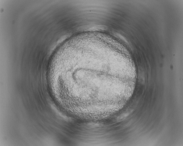 X0000076350394200610272125