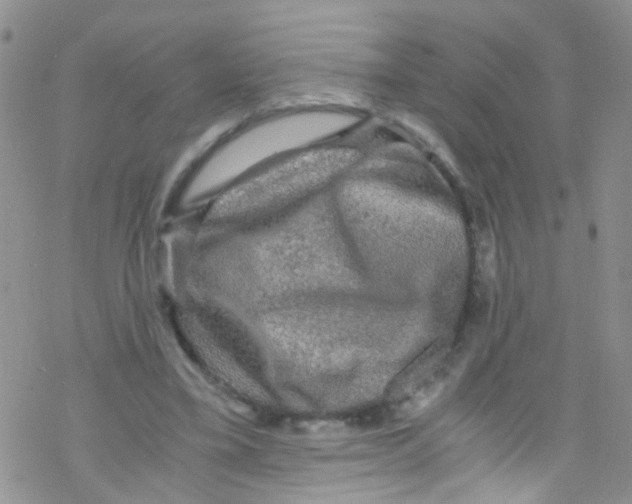 X0000076350395200610272125