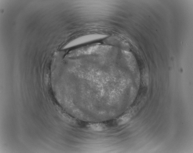 X0000076350417200610272125