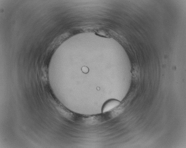 X0000076350430200610272124