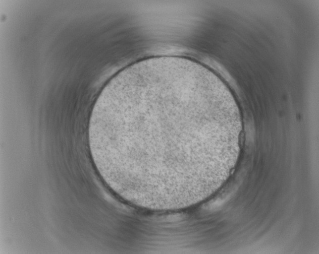 X0000076350433200610272124