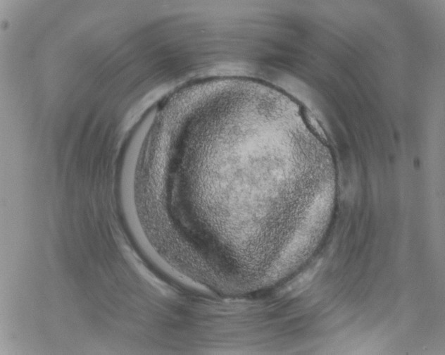 X0000076350437200610272124