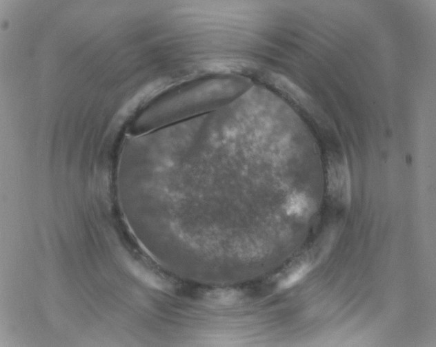 X0000076350444200610272124