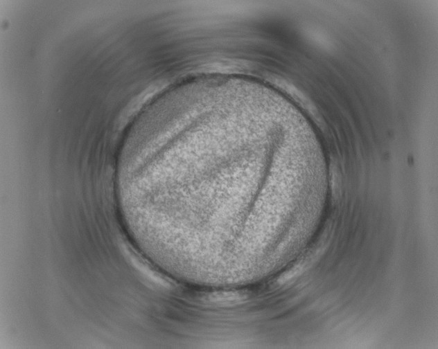 X0000076350445200610272124