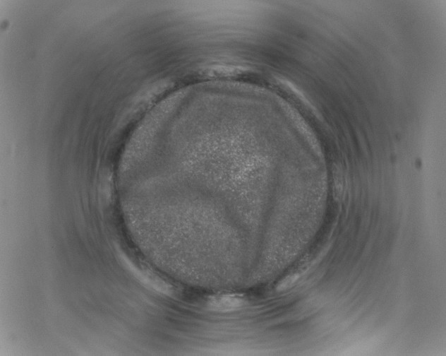 X0000076350451200610272124