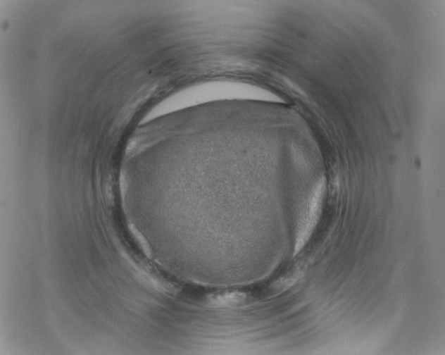 X0000076350452200610272124