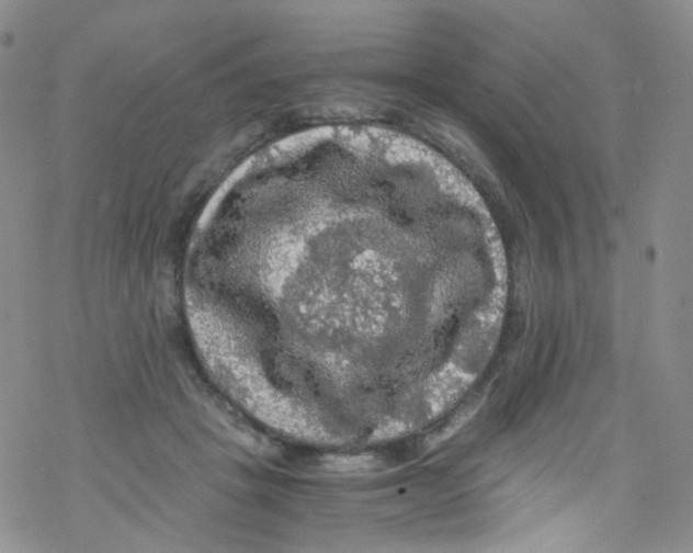 X0000076350457200610272124