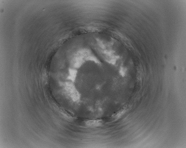 X0000076350465200610272124