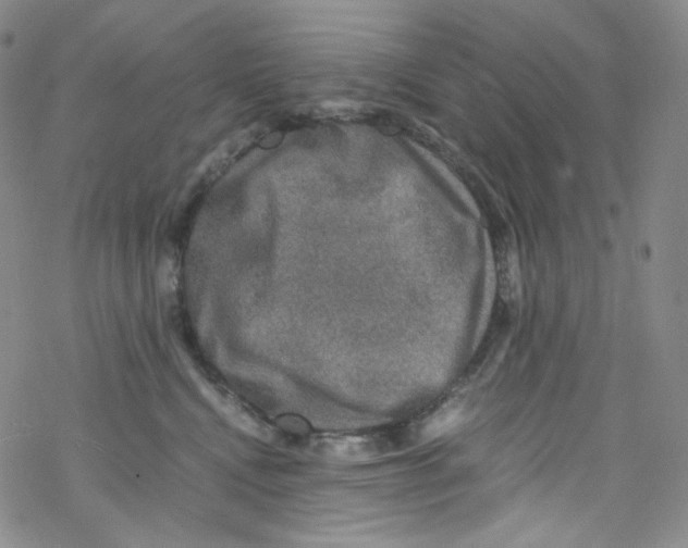 X0000076350472200610272124