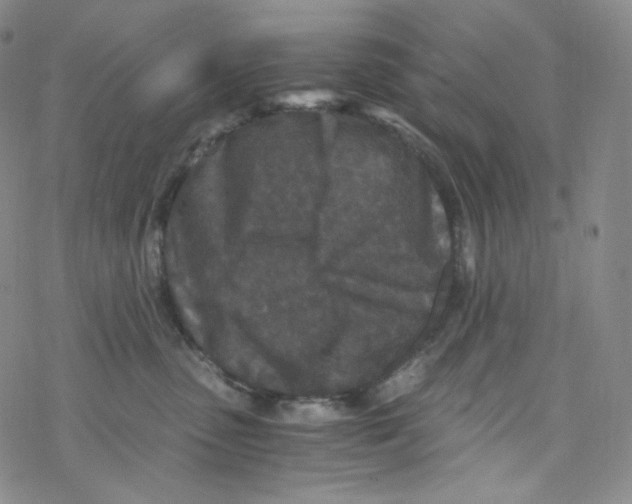 X0000076350475200610272124