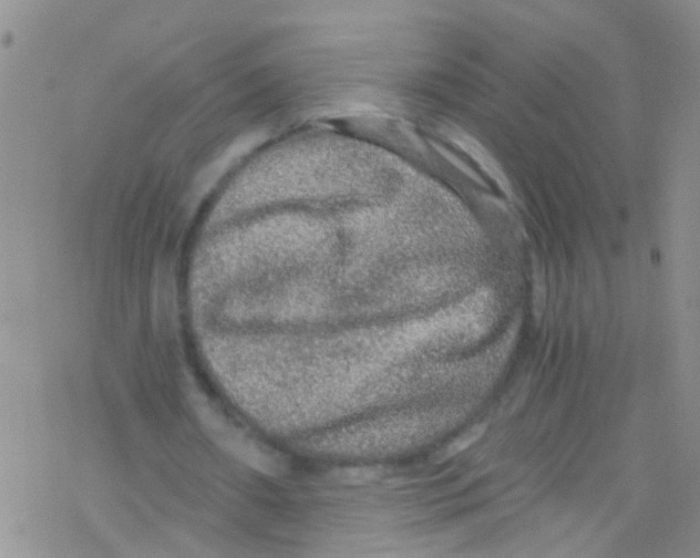 X0000076350482200610272124