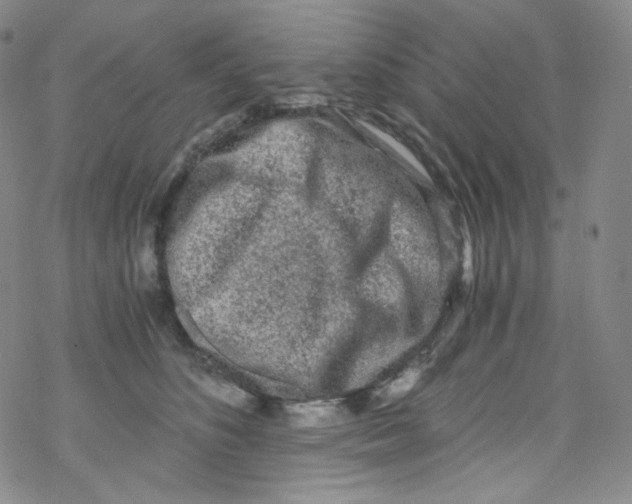 X0000076350516200610272123