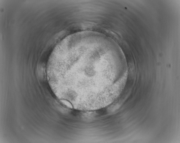 X0000076350527200610272123