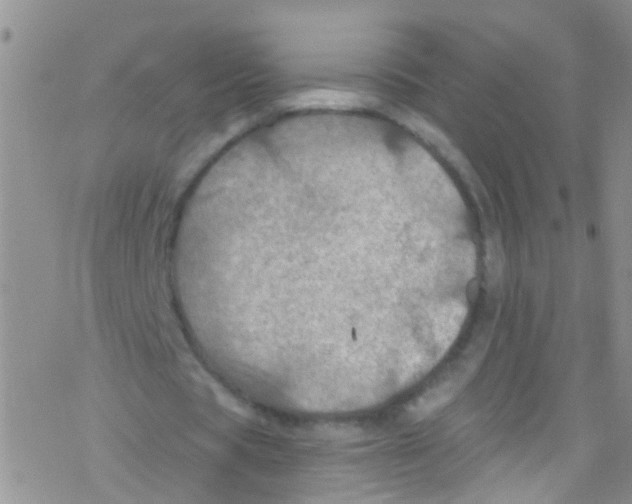 X0000076350529200610272122