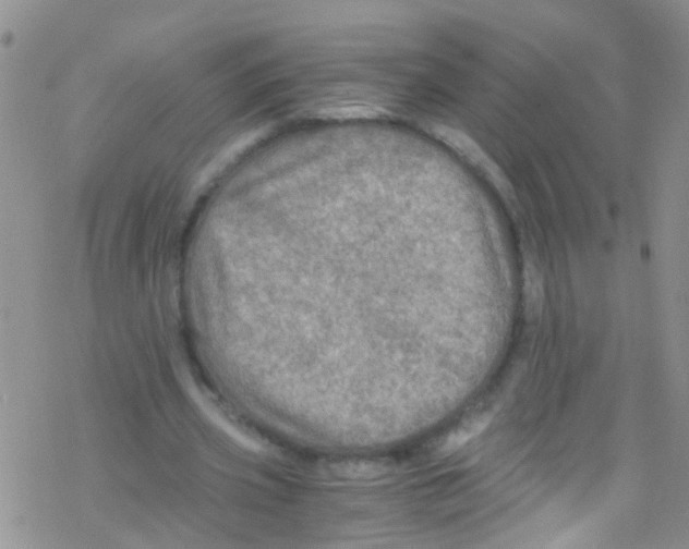 X0000076350533200610272122