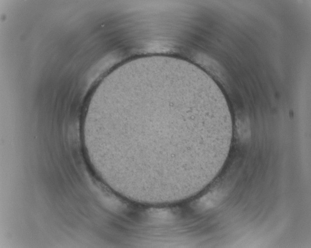 X0000076350534200610272122