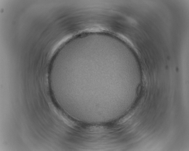 X0000076350535200610272122