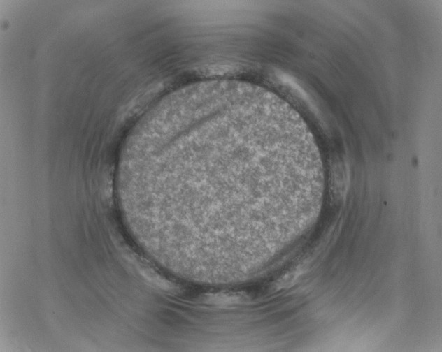 X0000076350545200610272122