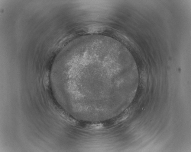 X0000076350554200610272122