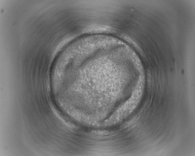 X0000076350582200610272122