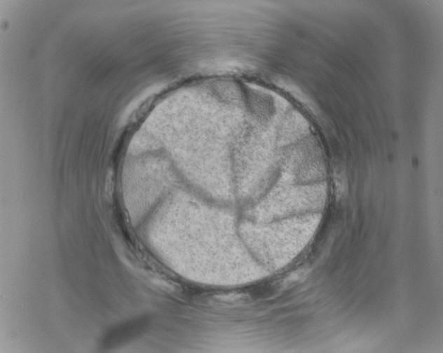 X0000076350583200610272122