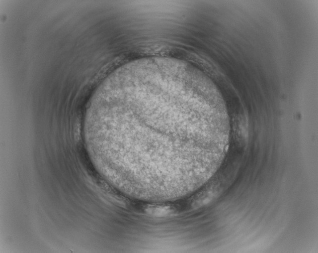 X0000076350602200610272122