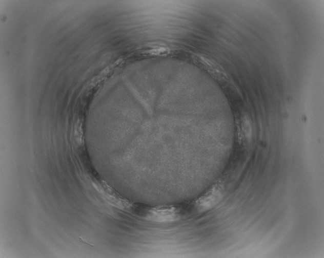 X0000076350606200610272122