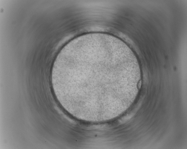 X0000076350625200610272121