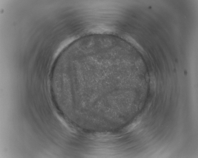 X0000076350626200610272121