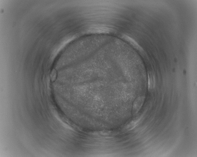 X0000076350627200610272121