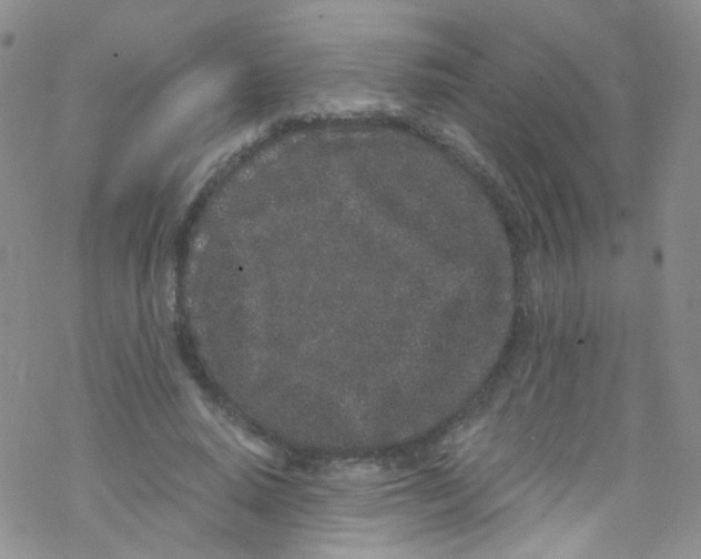 X0000076350640200610272121