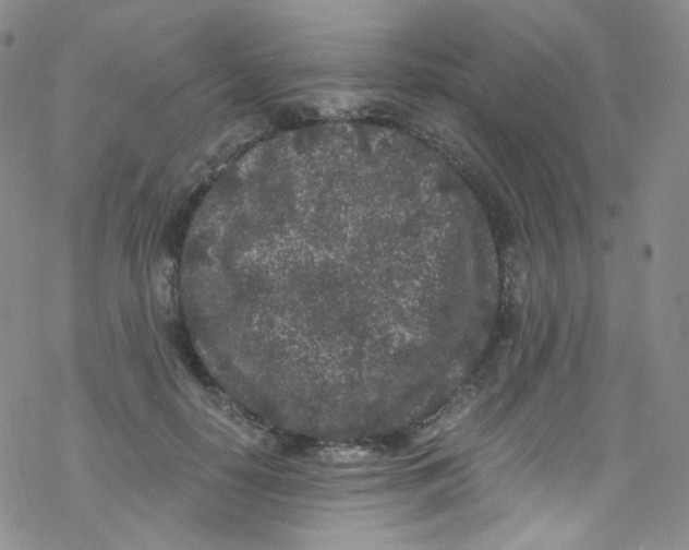 X0000076350650200610272121