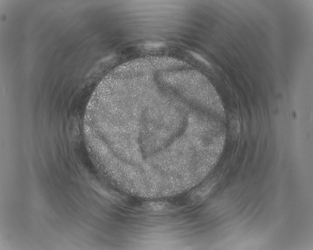 X0000076350654200610272121