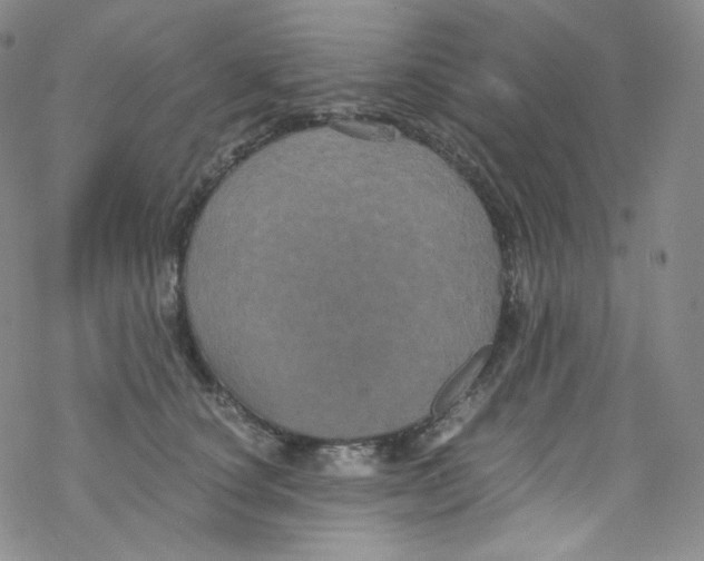 X0000076350660200610272121