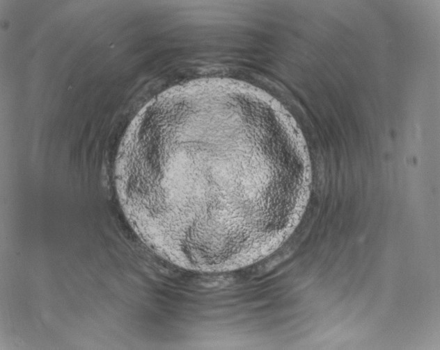 X0000076350667200610272121