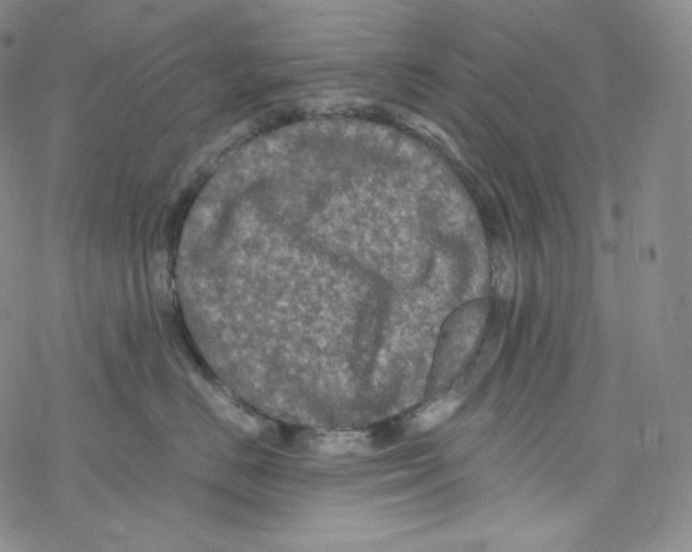 X0000076350670200610272121