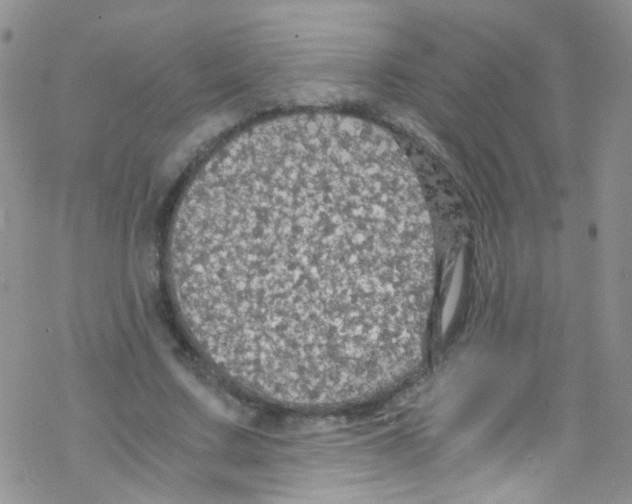 X0000076350683200610272120