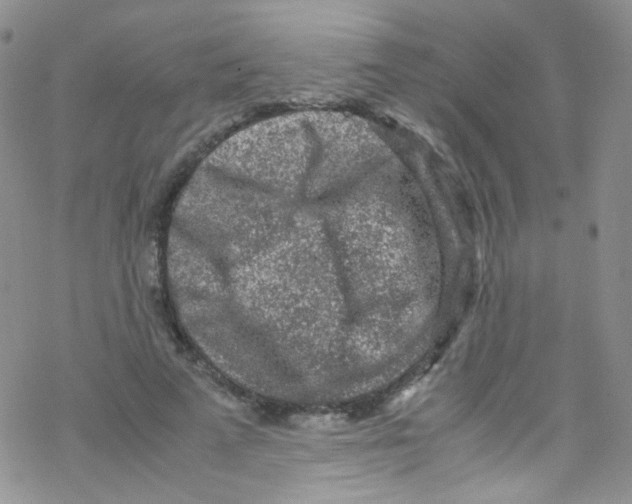 X0000076350689200610272120