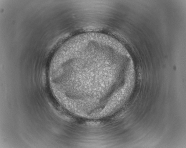 X0000076350690200610272120