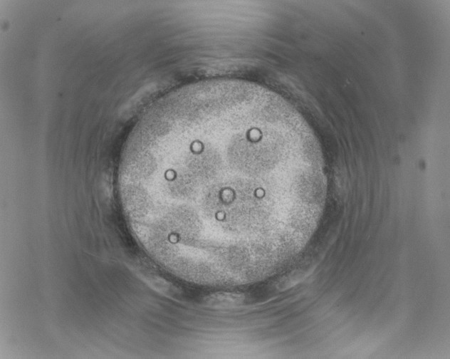 X0000076350691200610272120