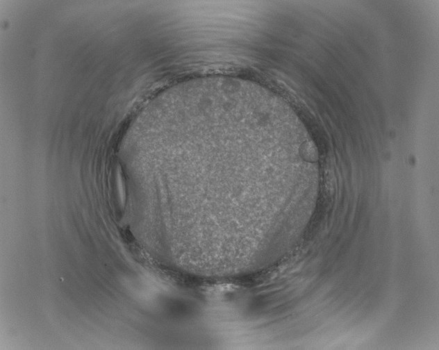 X0000076350695200610272120